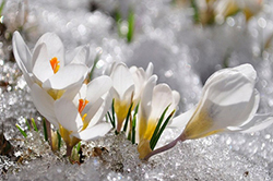 Spring flowers