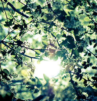 Sunlight through trees